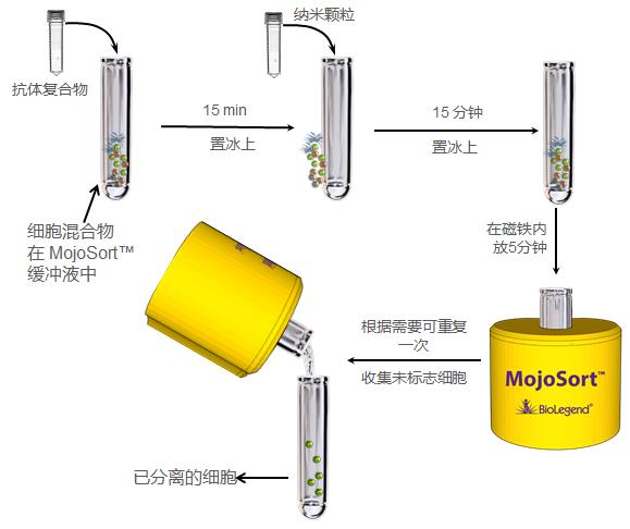 MojoSort 阴性选择细胞分离步骤.jpg