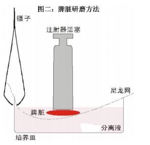 小鼠淋巴细胞分离液 1.jpg